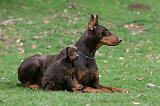 DOBERMANN 327